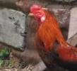 Petani di Antariksa Temukan Cara Sederhana Bikin Ayam Lebih Sehat dengan Ulat